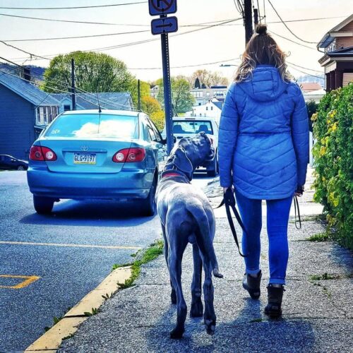 2-Week Dog Board & Train - Northern VA