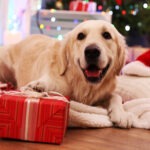 Keeping Dogs Safe During the Holidays