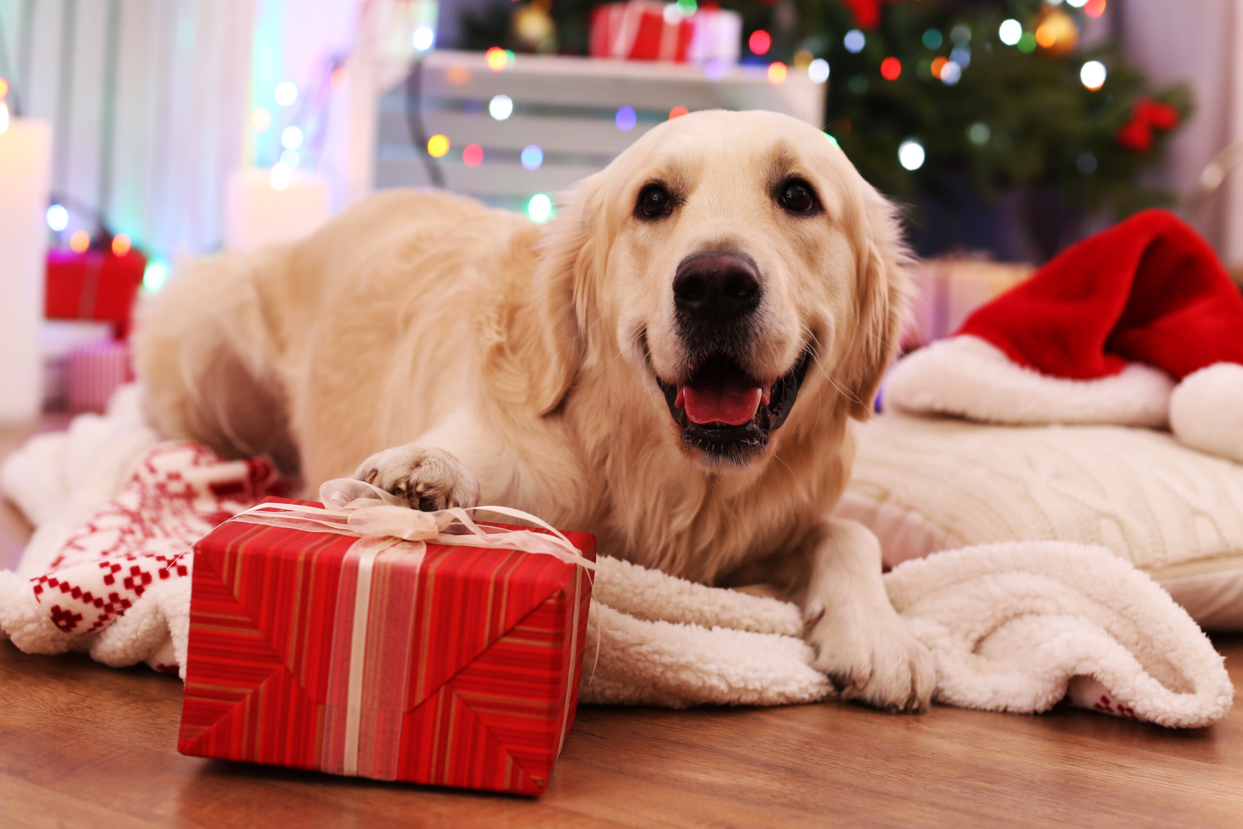 Keeping Dogs Safe During the Holidays