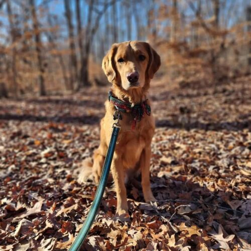 3 Week Adult Dog Board & Train - My Dog Listens - Manassas VA