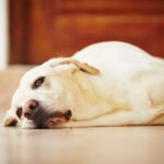 Top Tips for Keeping your Dog From Getting Bored