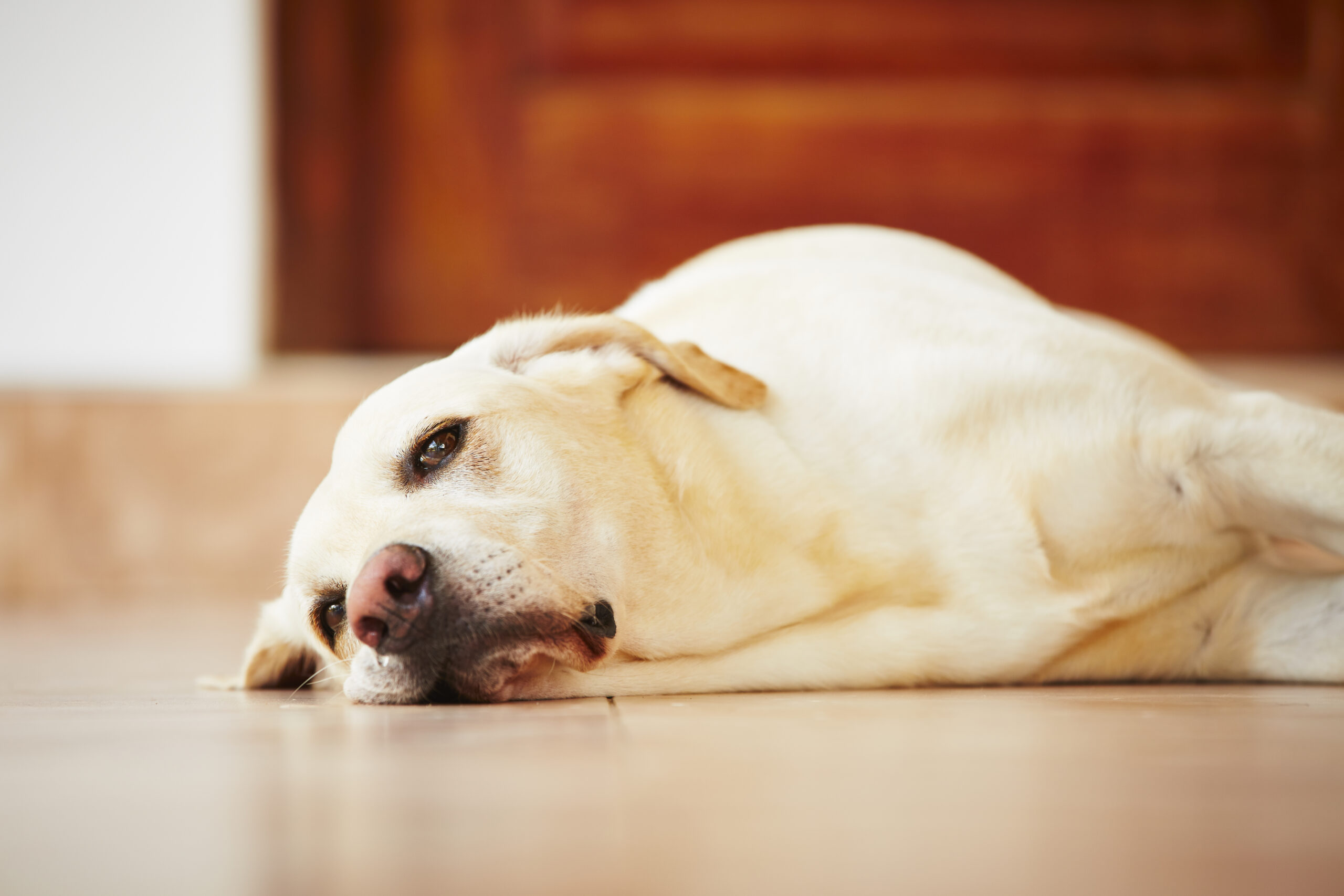 Top Tips for Keeping your Dog From Getting Bored