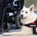 What’s the Difference Between Service Dogs and Emotional Support Dogs