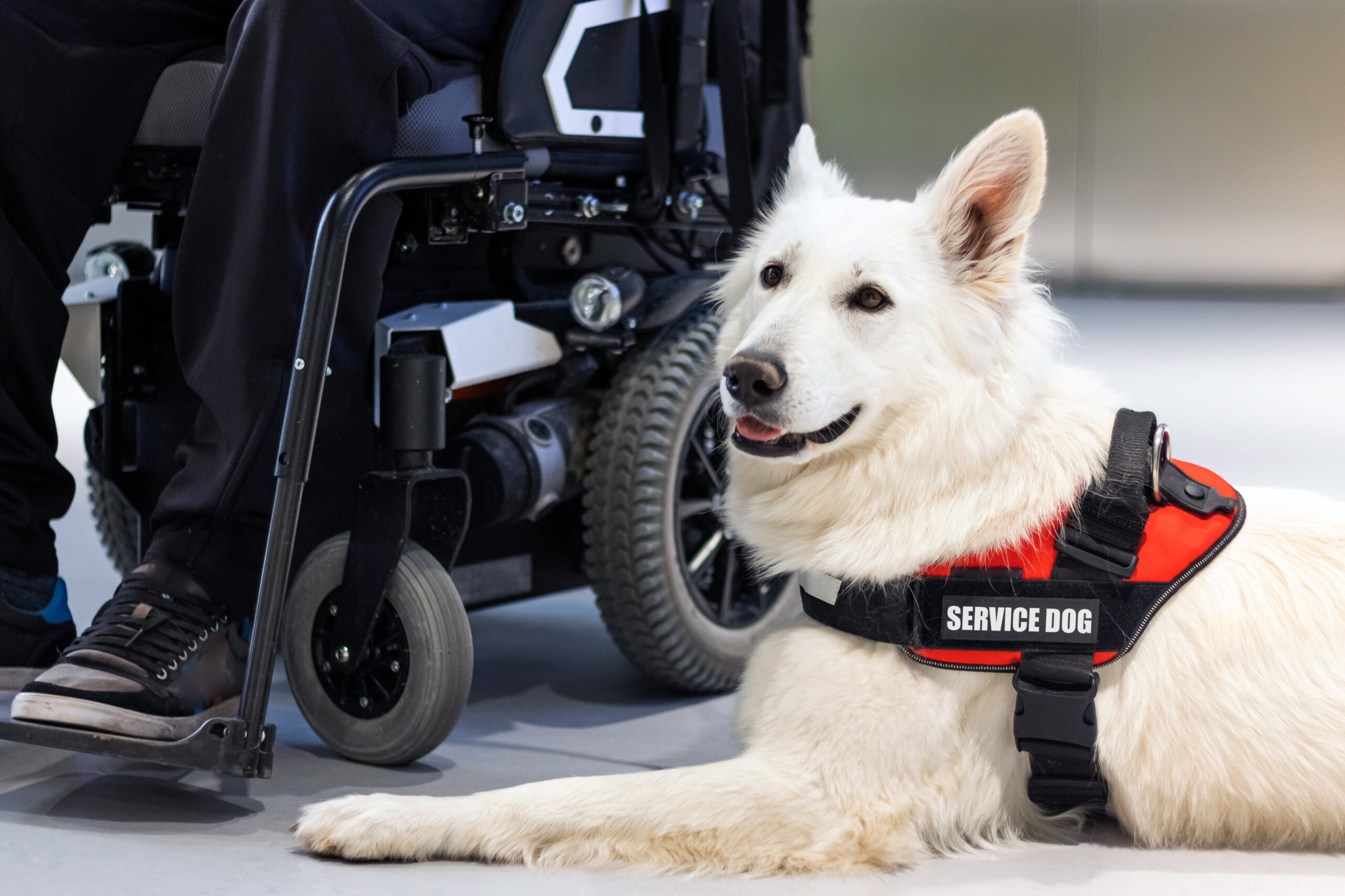 What’s the Difference Between Service Dogs and Emotional Support Dogs