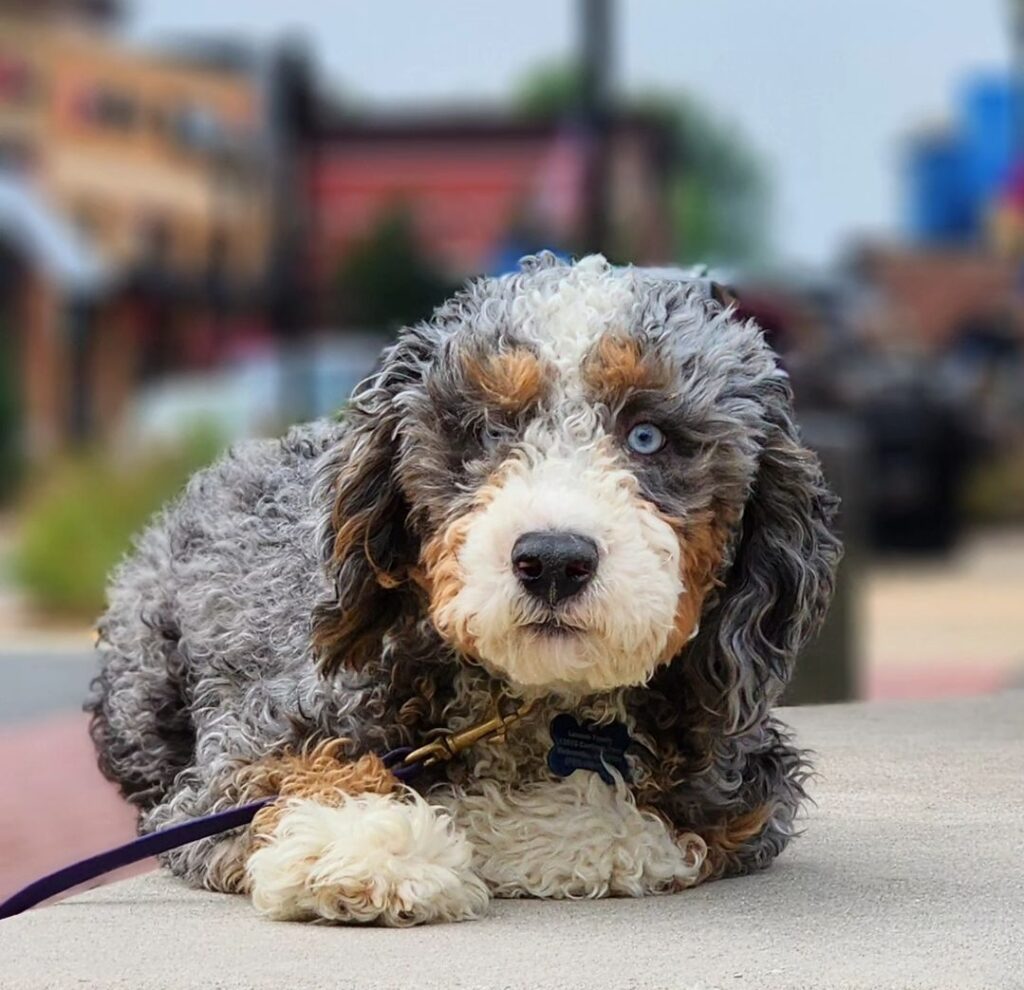 Well Trained Bernedoodle