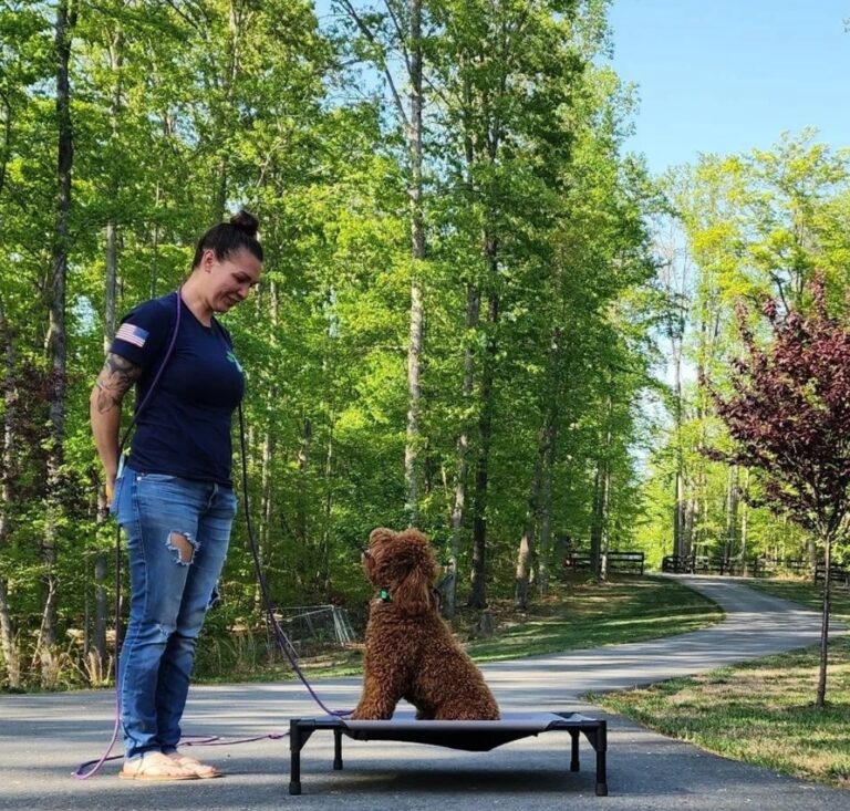 Dog Trainer working place with dog